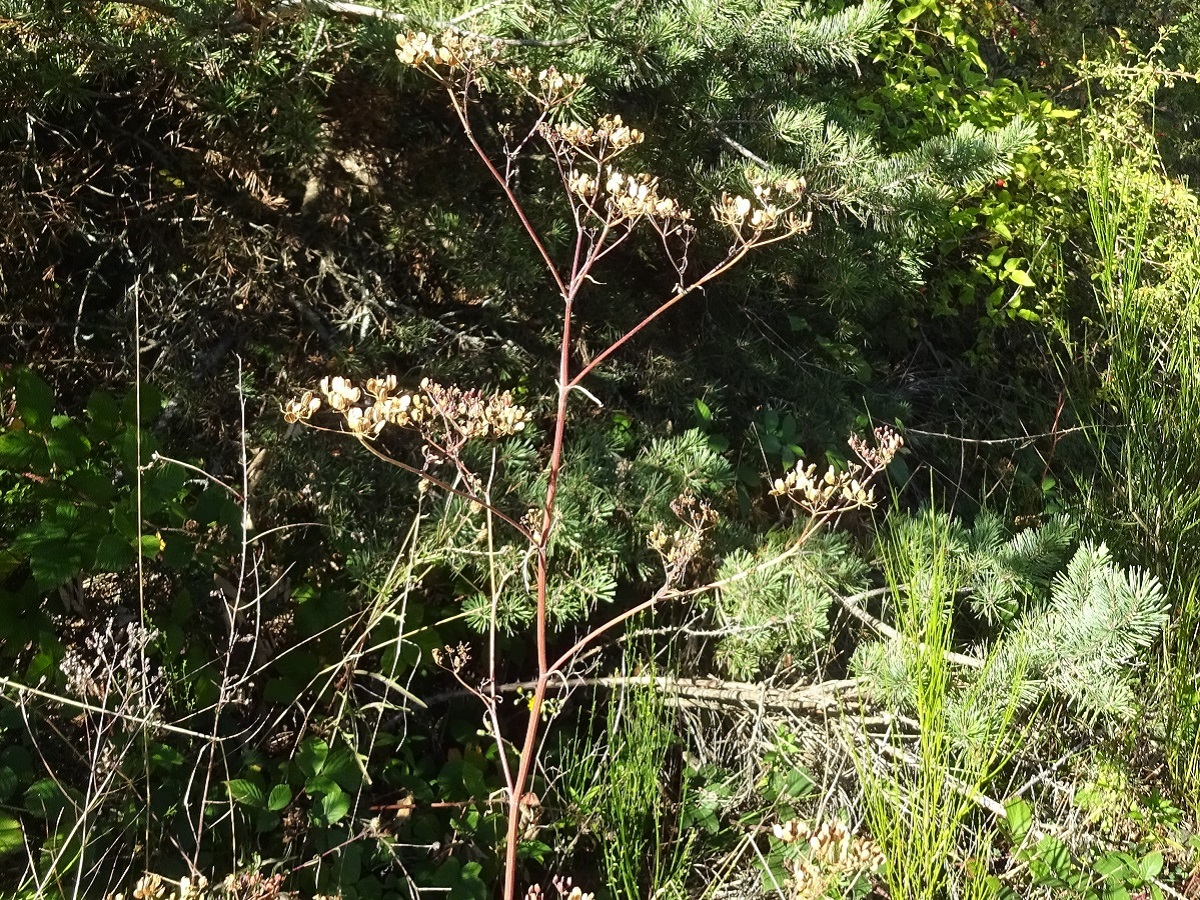 Pastinaca sativa subsp. urens (Apiaceae)